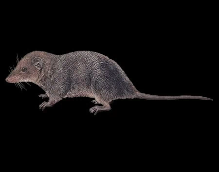 Monodelphis reigi