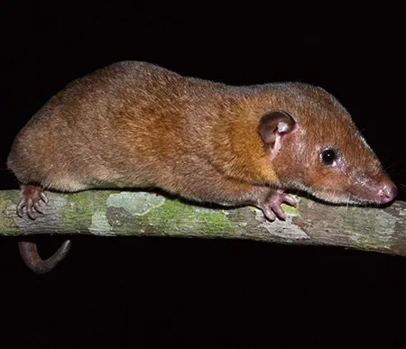 monodelphis ronaldi