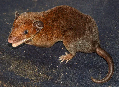 monodelphis saci