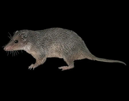 Monodelphis sanctaerosae