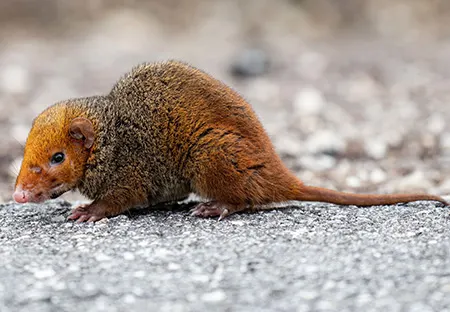 monodelphis scalops