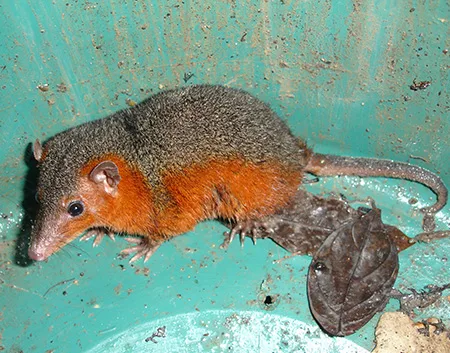 monodelphis touan