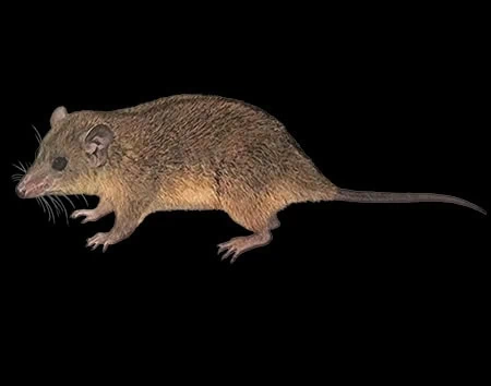 Monodelphis unistriata