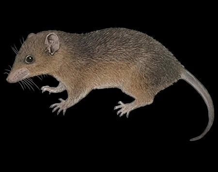 Monodelphis vossi