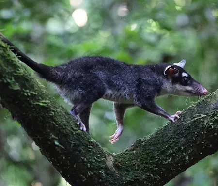 philander-andersoni