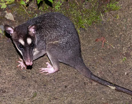 philander melanurus