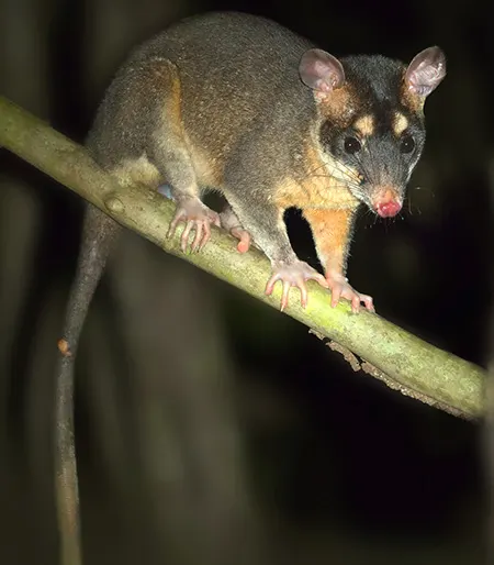philander opossum