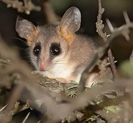 thylamys citellus