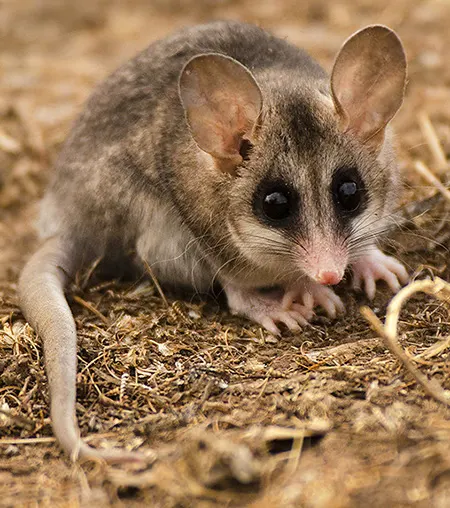 thylamys elegans
