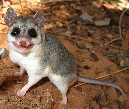 thylamys karimii