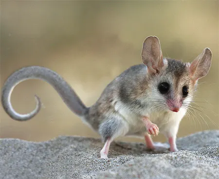 thylamys pallidior