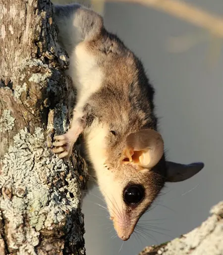 thylamys pusillus