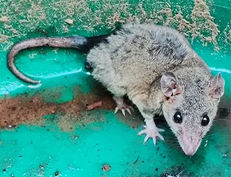 thylamys velutinus