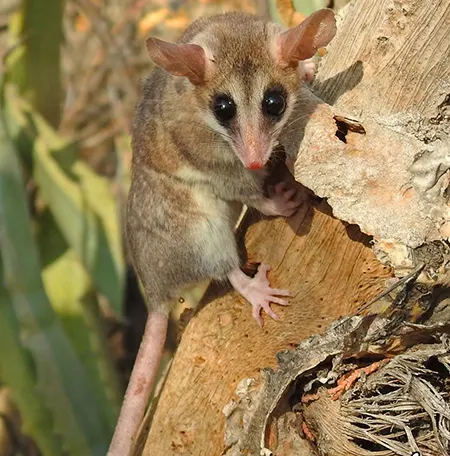 thylamys venustus