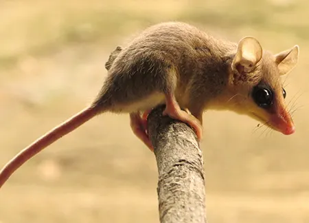 tlacuatzin balsasensis