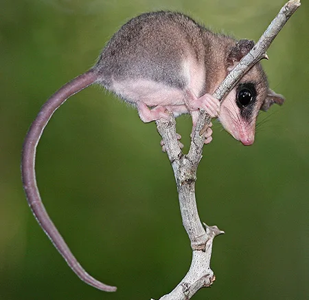 tlacuatzin canescens