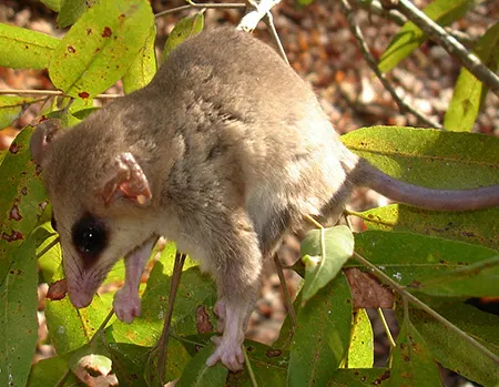 tlacuatzin insularis