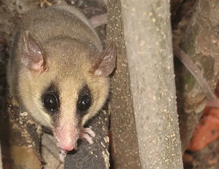 tlacuatzin sinaloae