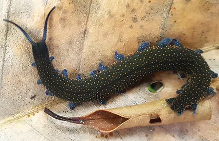 austroperipatus eridelos