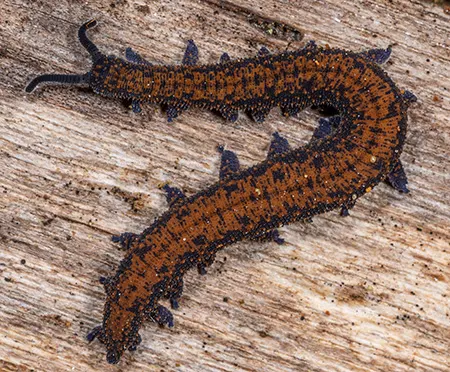 diemenipatus mesibovi