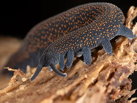 diemenipatus taiti