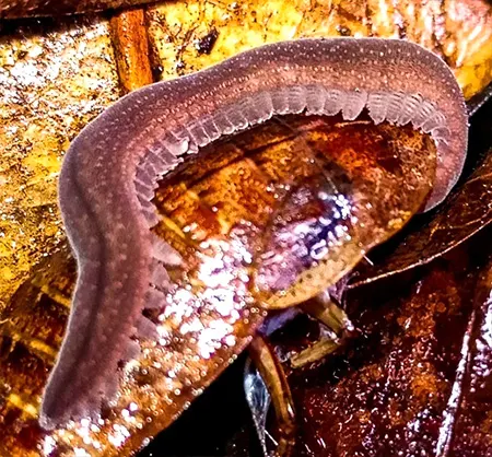 epiperipatus titanicus