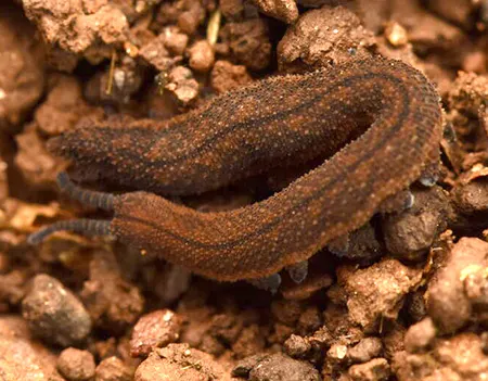 hylonomoipos brookensis