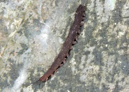 leuropezos eungellensis