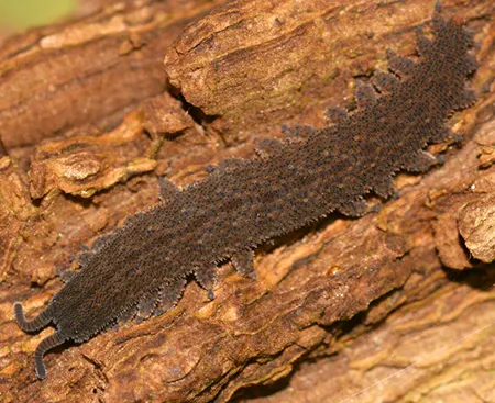 nodocapitus barryi