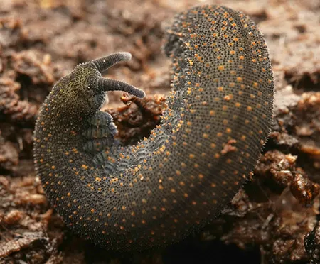 ooperipatellus duwilensis
