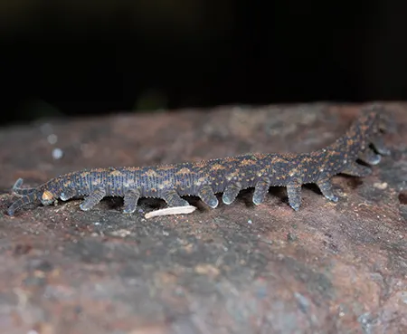 ooperipatellus nickmayeri
