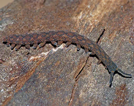 ooperipatellus spenceri