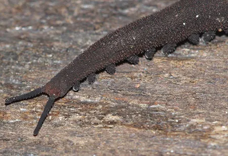 opisthopatus cinctipes