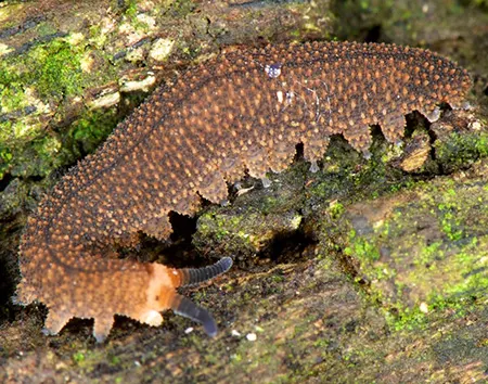 opisthopatus drakensbergi