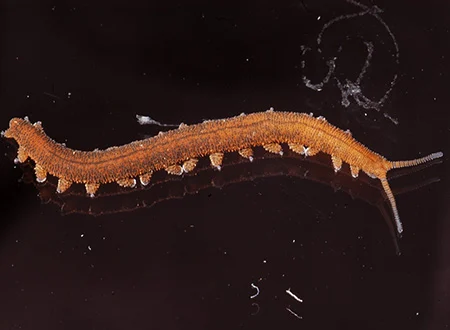 opisthopatus highveldi