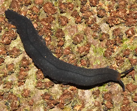 opisthopatus kwazululandi