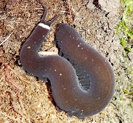 oroperipatus cameranoi