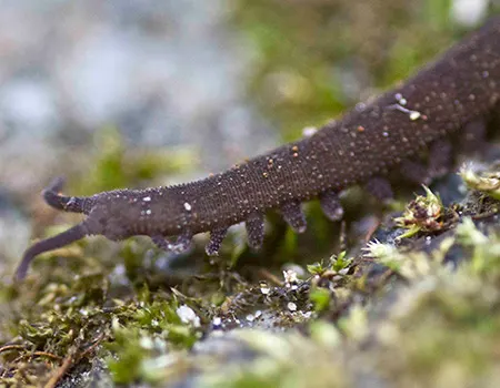 oroperipatus omeyrus