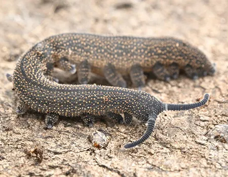 peripatoides aurorbis