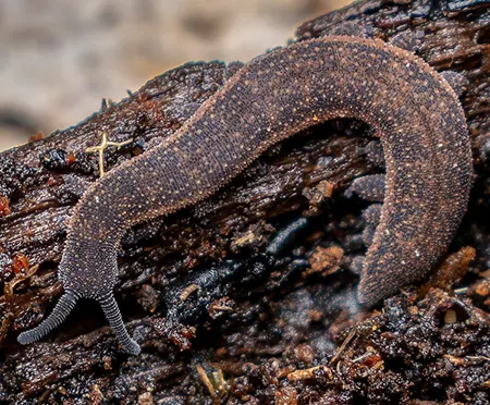 peripatoides otepoti