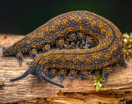 peripatoides sympatrica