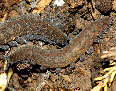 peripatoides taitonga