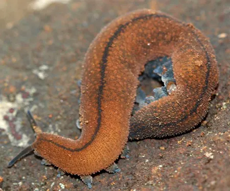 peripatopsis birgeri
