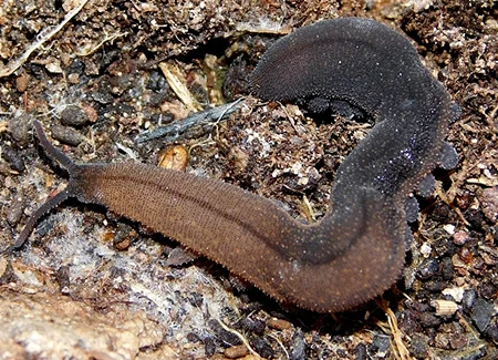 peripatopsis lawrencei
