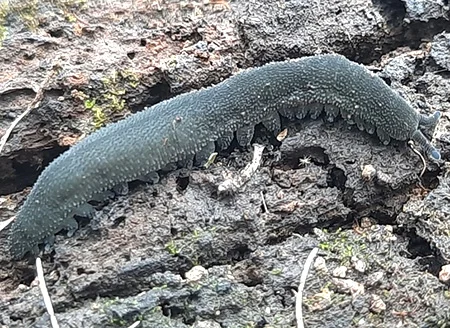 peripatopsis polychroma