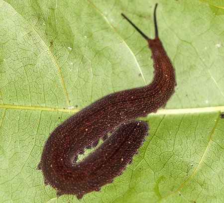 peripatus danicus