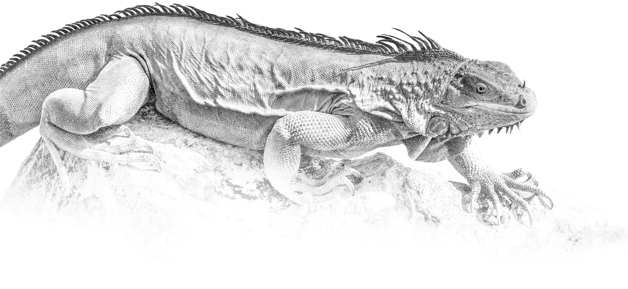 bg reptile
