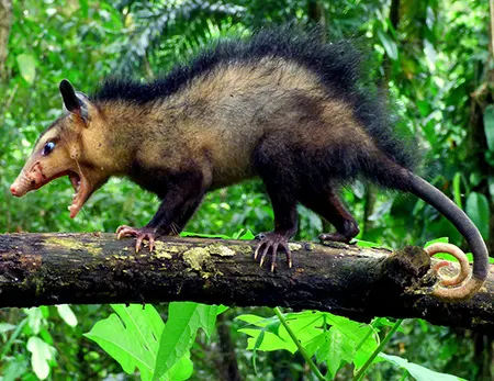 didelphis marsupialis