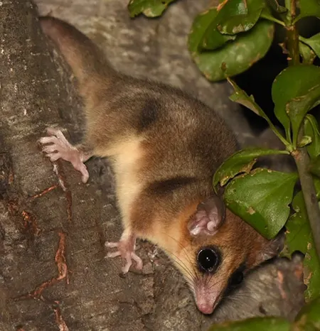 dromiciops bozinovici