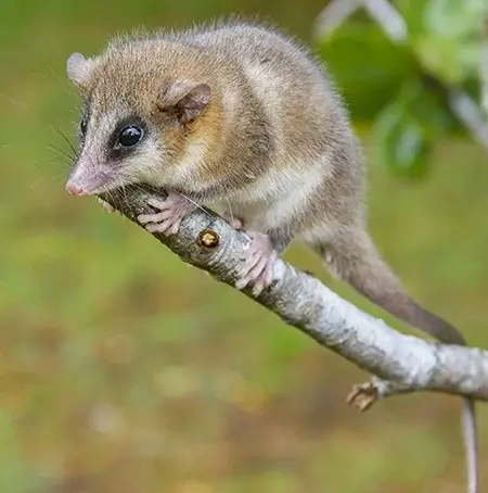 Dromiciops gliroides